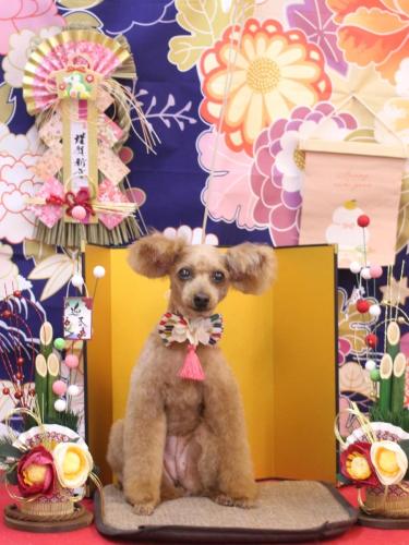 20240107ももちゃん